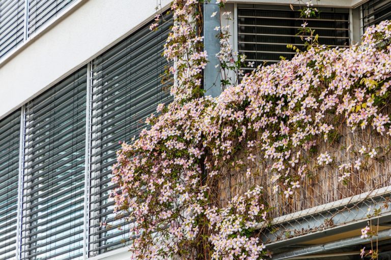 How to Grow Clematis on a Balcony or Deck