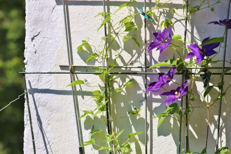 How to Grow Clematis on a Balcony or Deck Balcony Boss