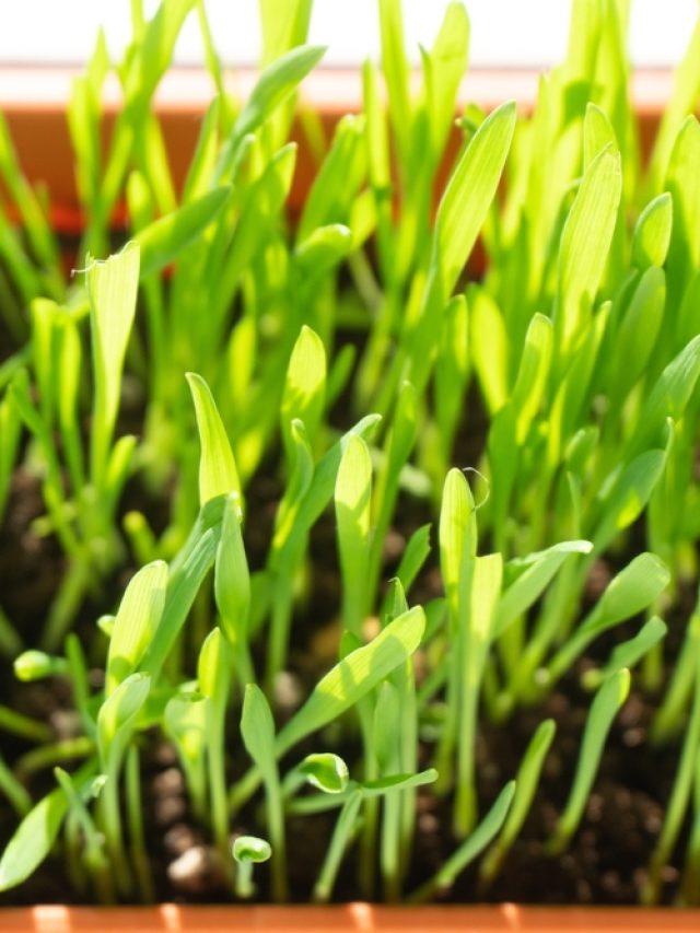 Grass,For,Cats,In,A,Container,Stanging,On,The,Window