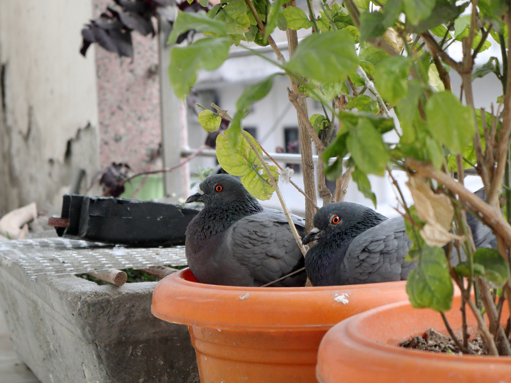 pigeons laying eggs on a balcony