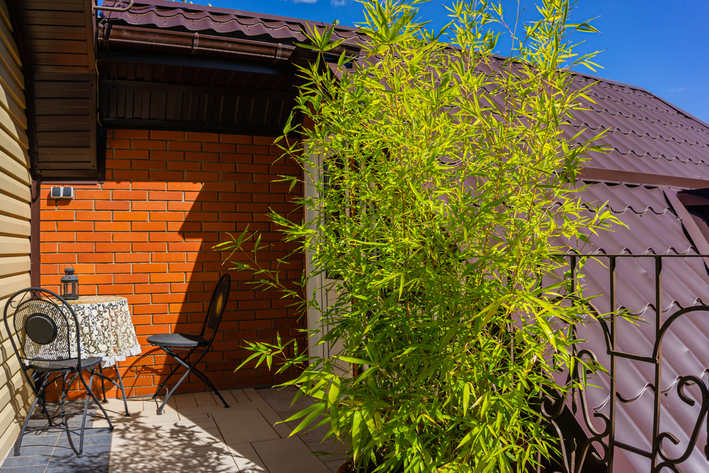 using bamboo as a privacy plant