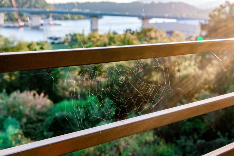How to Get Rid of Spiders on a Balcony Balcony Boss