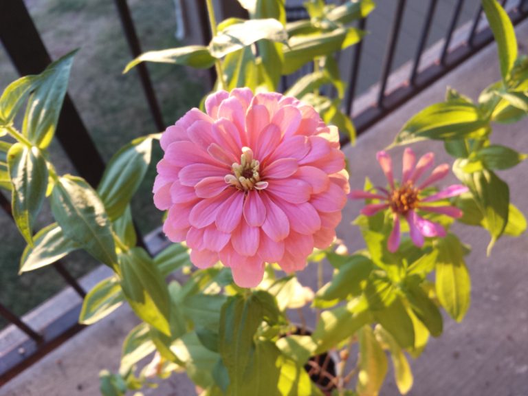 10 Best Plants for a Balcony in Full Sun Balcony Boss