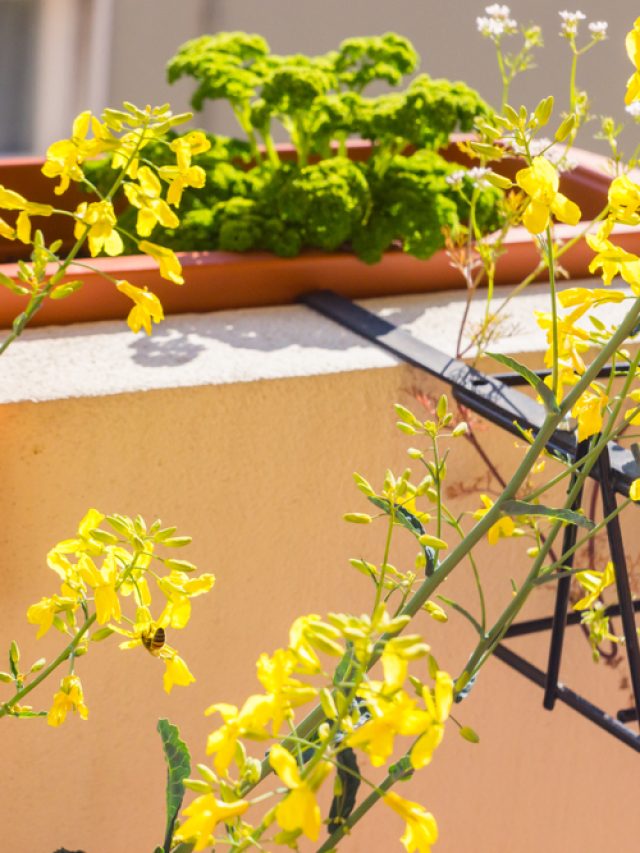 bees on a balcony