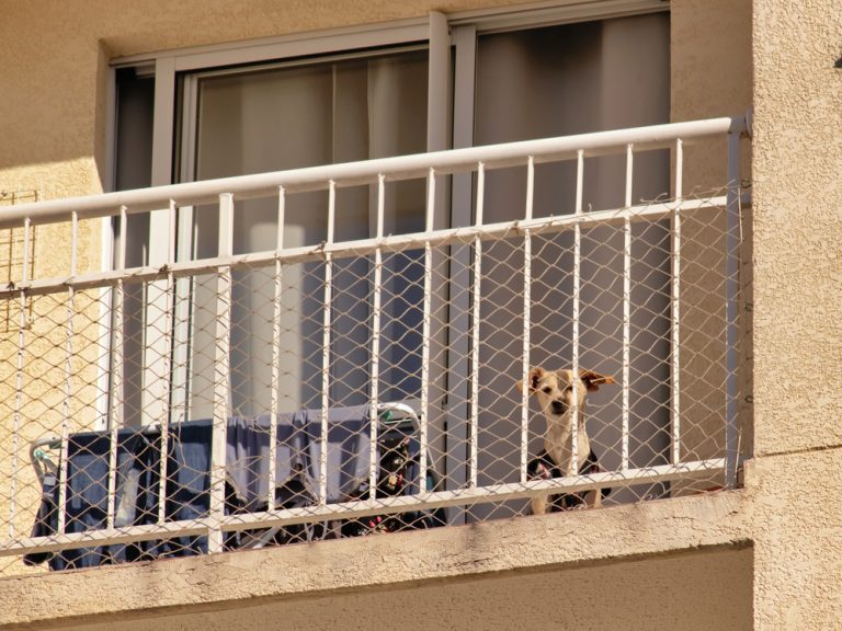 8 Ways to Dog Proof a Balcony Balcony Boss