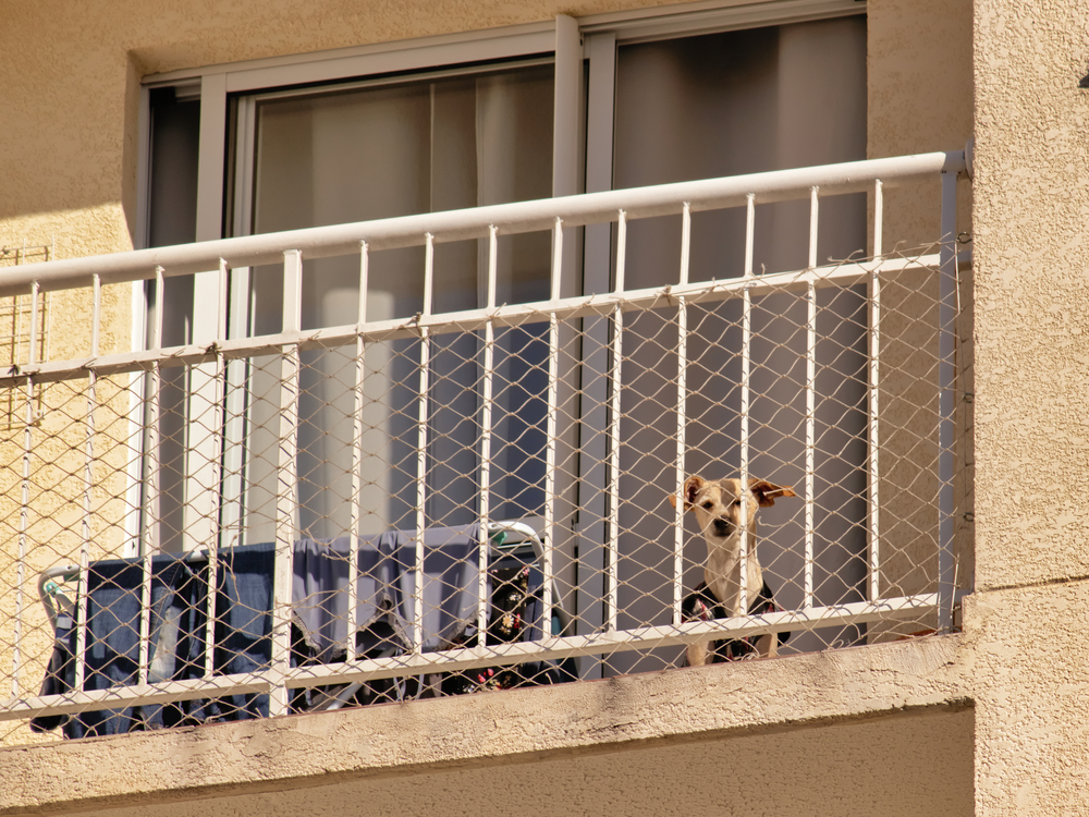 How To Dog Proof Balcony Railings — Great Ways Hepper