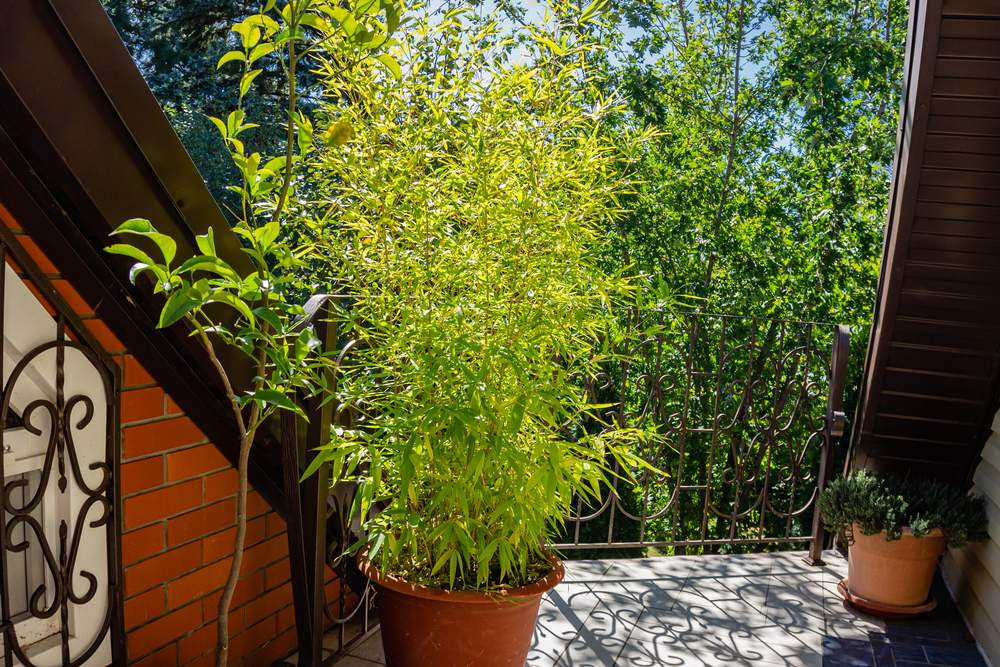 potted bamboo on a balcony