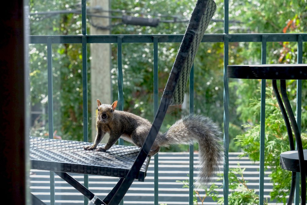 squirrel on a balcony chair