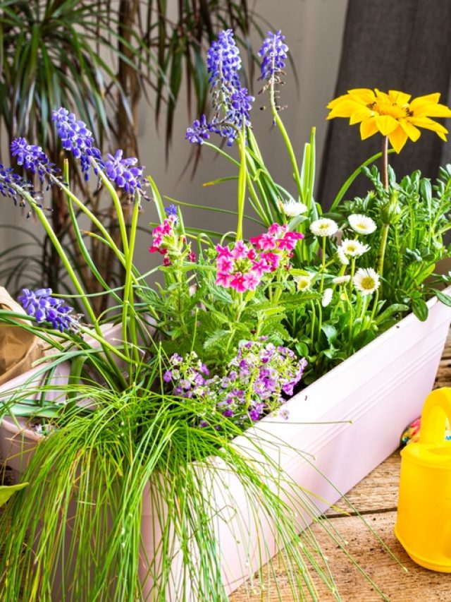 balcony garden