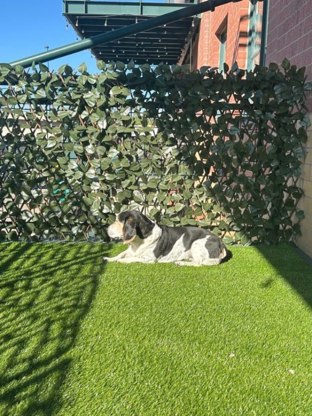 cropped-fake-grass-on-balcony-idea1.jpg