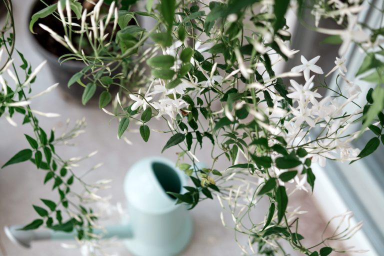 How to Create a Balcony Scent Sanctuary in 5 Simple Steps