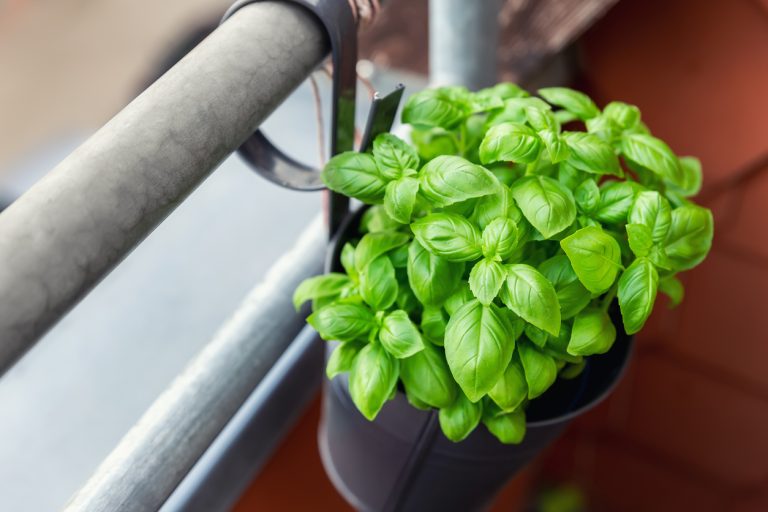 How to Grow Basil on a Balcony Using the 5-Minute Method